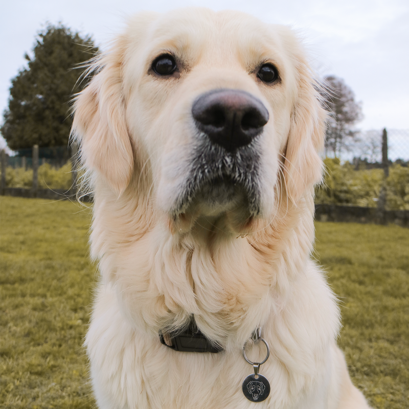 Match-Me Tag (Hundemarke/Schlüsselanhänger)