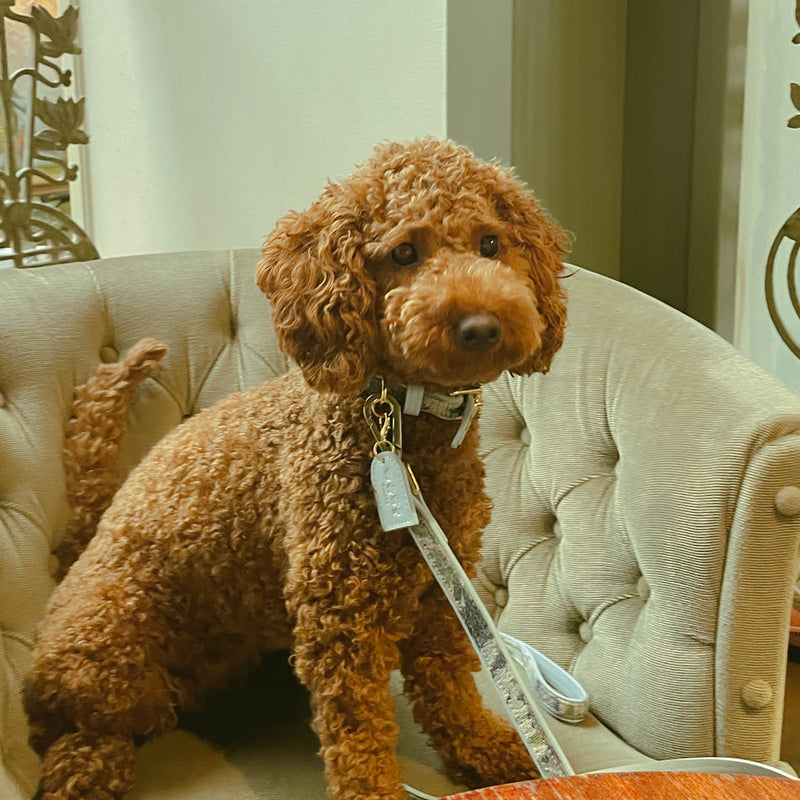 Ace Blue Royal Leash