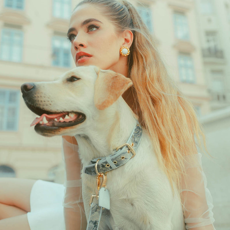 Ace Blue Royal Collar Set (Collar + Leash)