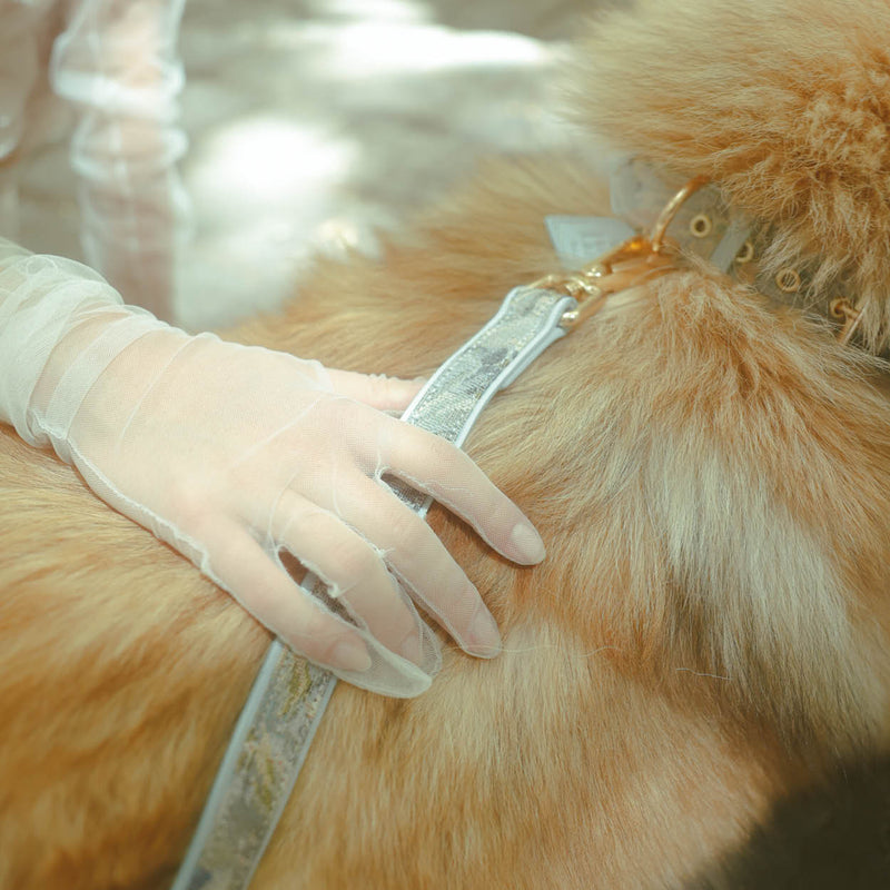 Ace Blue Royal Collar