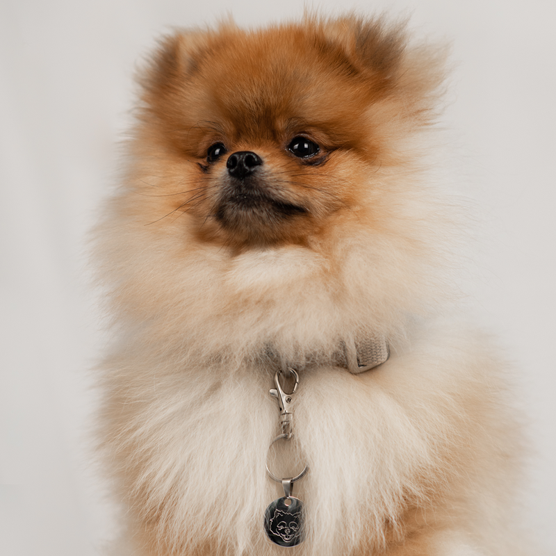 Match-Me Tag (Hundemarke/Schlüsselanhänger)