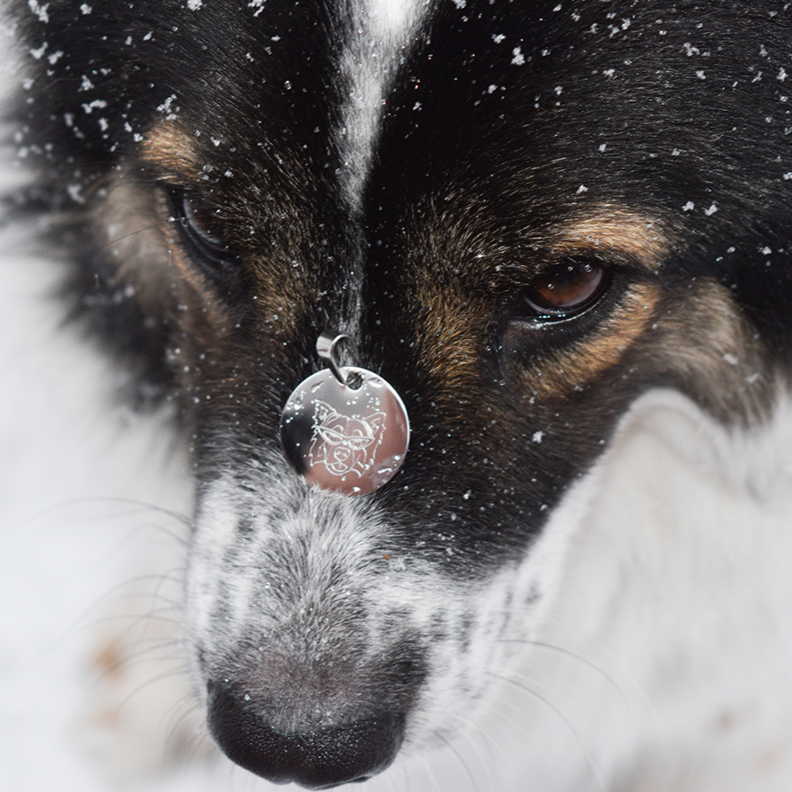 Match-Me Tag (Hundemarke/Schlüsselanhänger)