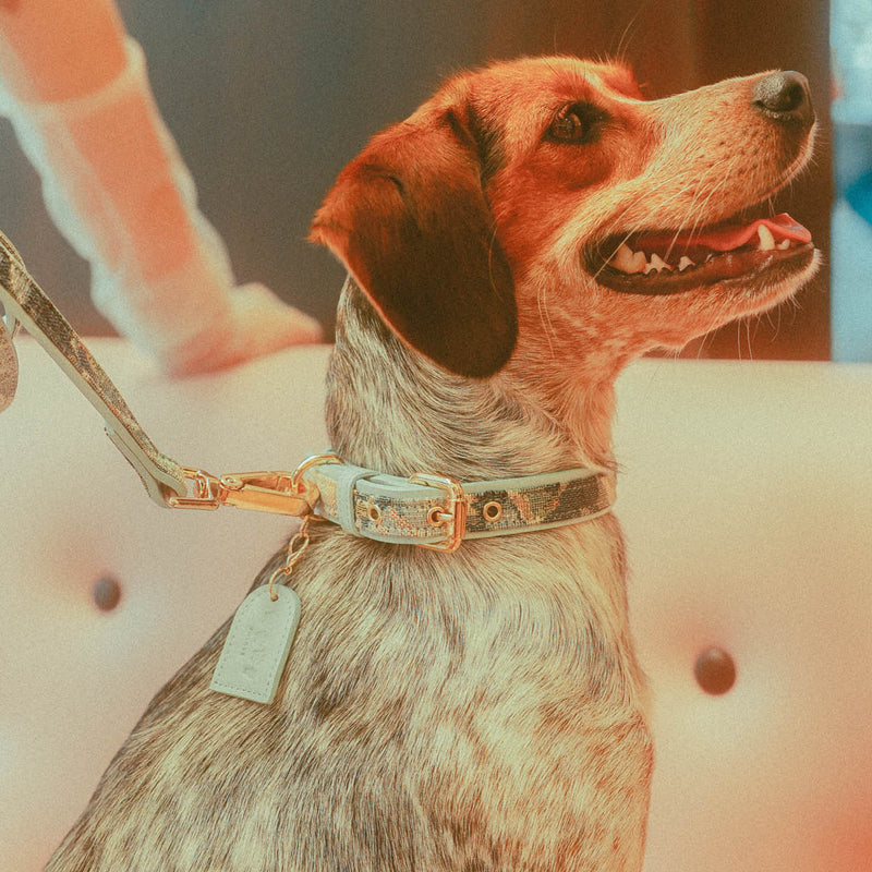 Ace Blue Royal Leash